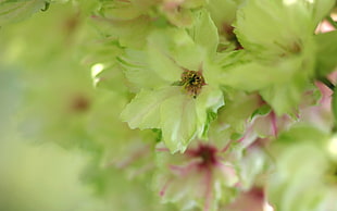 white-pink-and-green cluster flower in close up photography