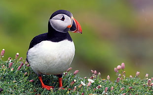focus photography of Atlantic puffin