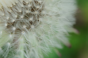 close-up photography of white flower HD wallpaper