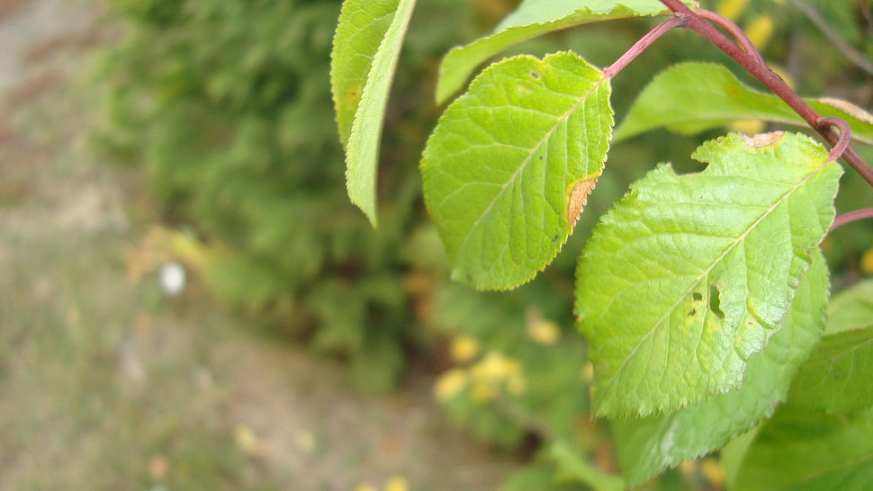 green leaf plant with green plant, leaves, plants HD wallpaper