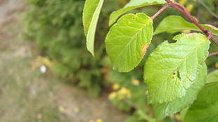 green leaf plant with green plant, leaves, plants