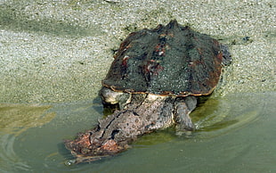 green and gray turtle
