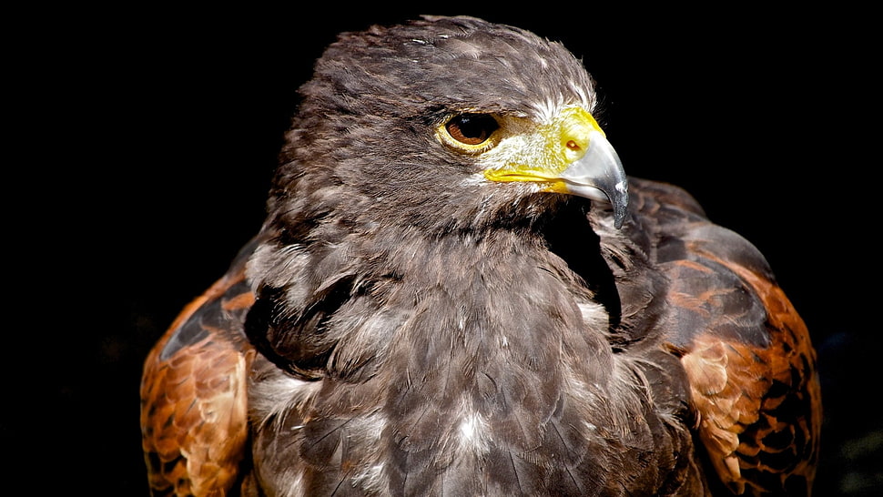 closeup photography of Golden Eagle HD wallpaper