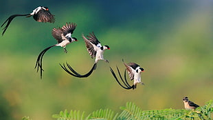 flock of black-and-white long-tailed birds