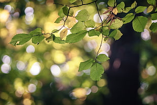 shallow focus photography of green leaves tree HD wallpaper
