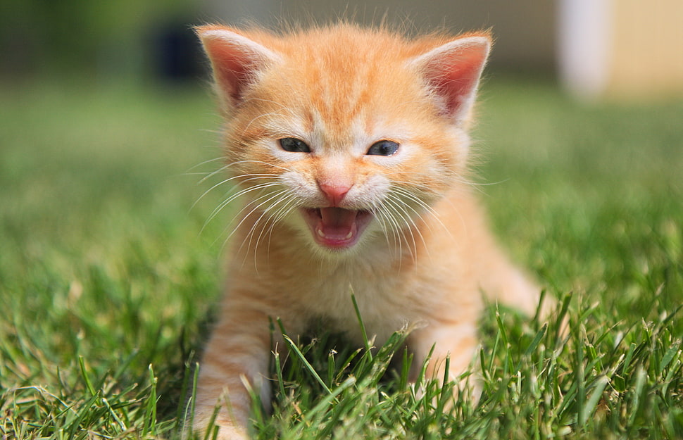 orange tabby kitten HD wallpaper