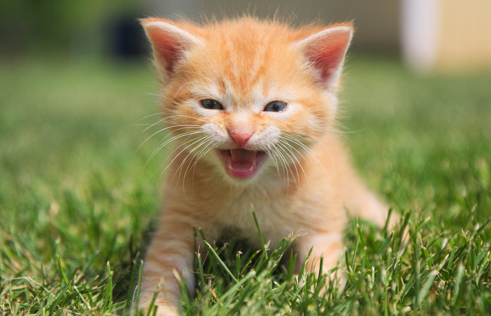 types of orange cats