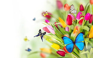 shallow focus photography of butterflies and flowers