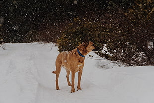 short-coated brown dog, Dog, Snowfall, Walk HD wallpaper