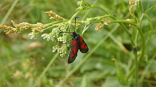 photo of red and black moth