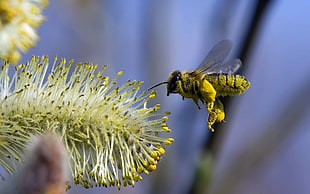 Honeybee beside green flower in closeup photography HD wallpaper