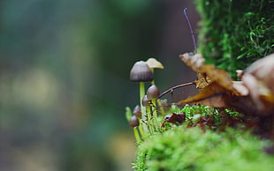 close-up photography in mushroom HD wallpaper