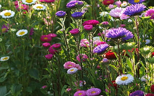 close-up photo of bed of daisy flowers