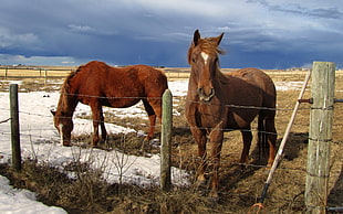 two brown horses beside gray barb wire fence