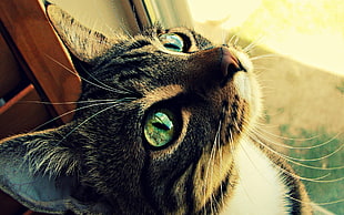 brown tabby cat looking up