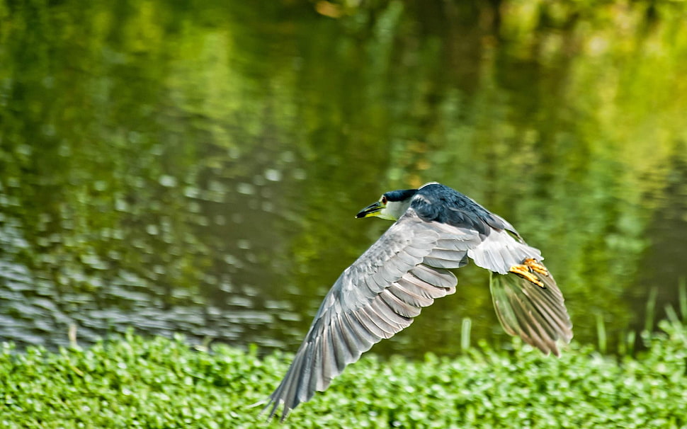 still life photo of bird flying beside lake HD wallpaper