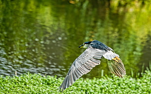 still life photo of bird flying beside lake