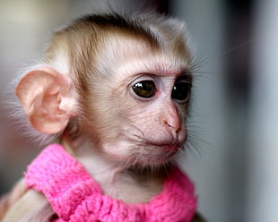 shallow depth of field photo of monkey wearing pink top