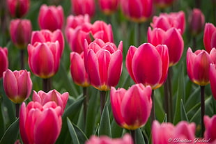 bed of pink tulips HD wallpaper