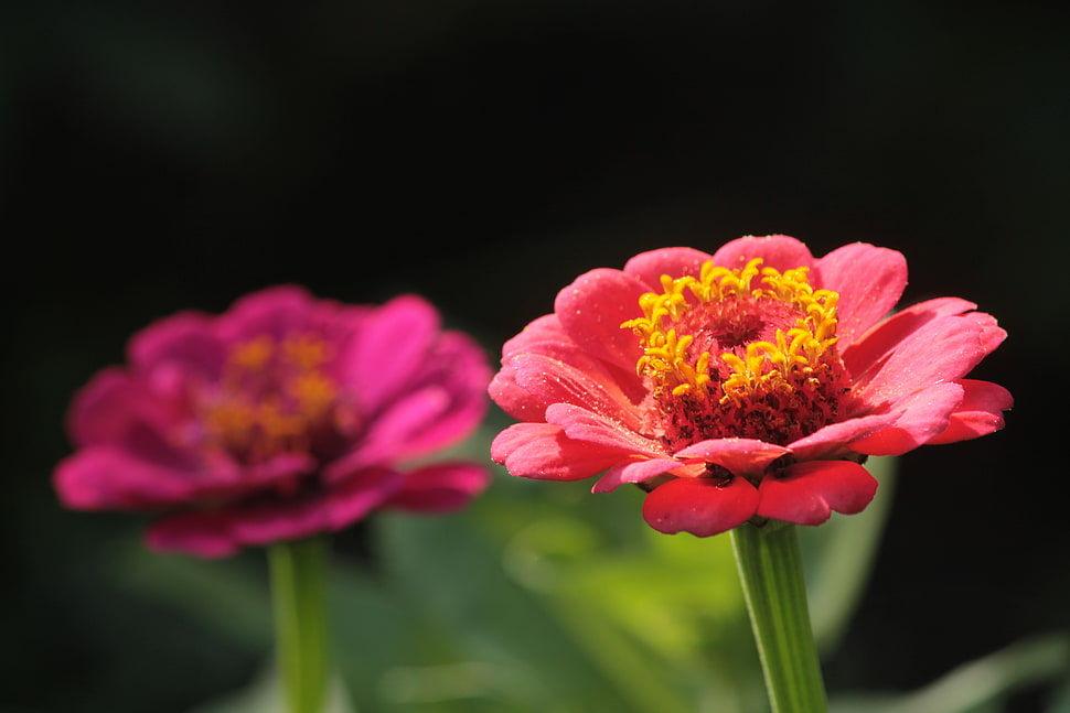 selective focus photography of red petaled flower in bloom, zinnias HD wallpaper