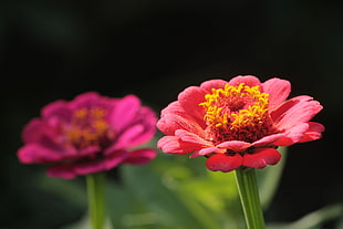 selective focus photography of red petaled flower in bloom, zinnias