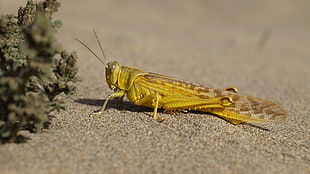 yellow grasshopper, Locust, Insect, Close-up