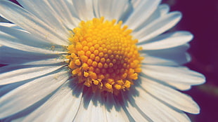 close-up photography of white daisy