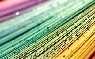 macro HD wallpaper