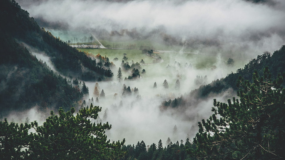 pine trees, pine trees, mist HD wallpaper