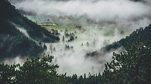 pine trees, pine trees, mist HD wallpaper