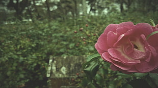 pink petaled flower, nature, rose, pink, green