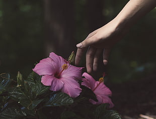 selective focus photography of pink hibiscus flower