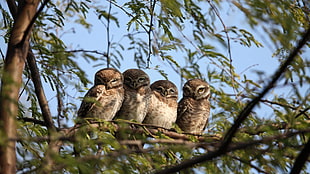 four gray owls on brown tree branch during daytime