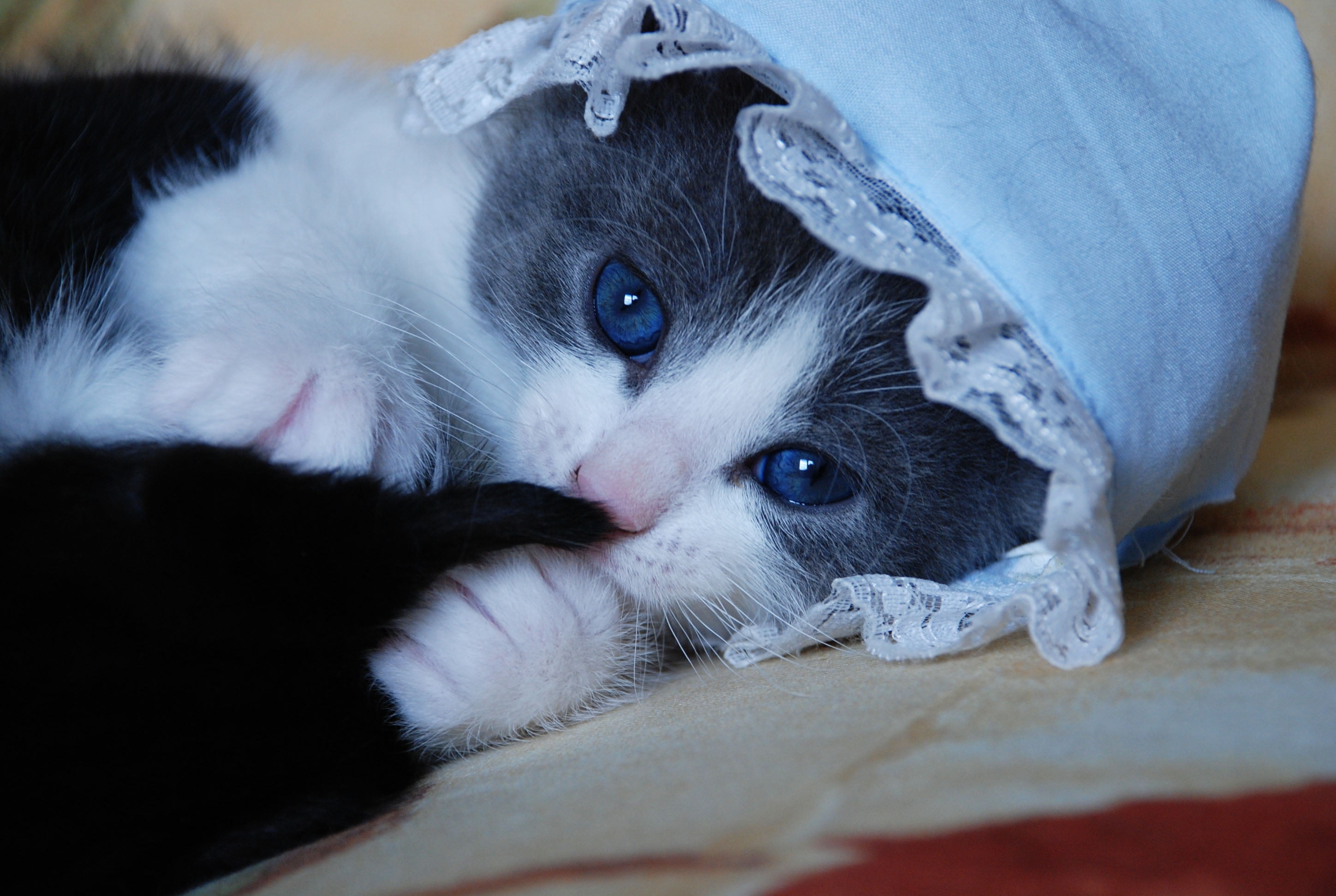 white,and black macro photography of cat