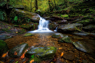 running waters in forest HD wallpaper