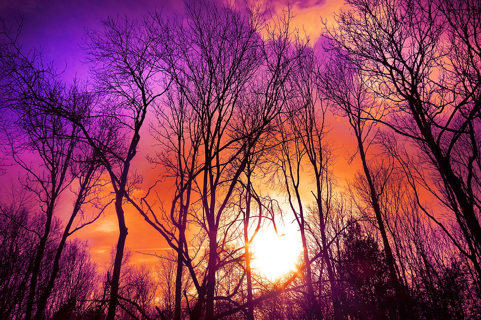 bare trees, Trees, Sunset, Autumn HD wallpaper