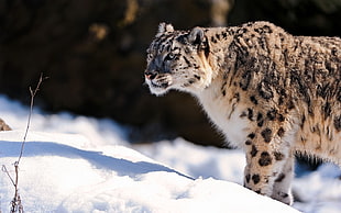leopard on snow pile