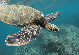 Turtle swimming on body of water HD wallpaper