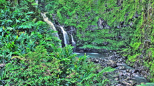 waterfalls, tropical water, tropical forest, Hawaii, isle of Maui HD wallpaper