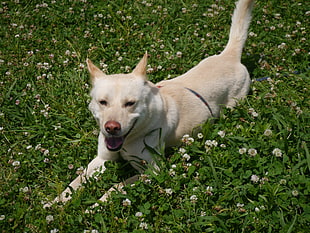 adult yellow Labrador retriever lying on green grass field HD wallpaper