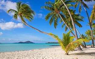 green palm trees, nature, landscape, tropical, Bora Bora HD wallpaper