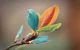orange and blue leaves