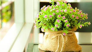 bag of pink petaled flowers placed on table near window
