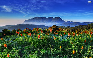 orange tulips, nature, landscape