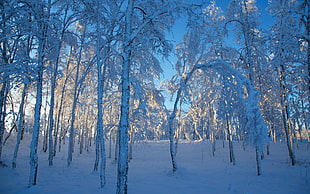 Trees,  Snow,  Winter HD wallpaper