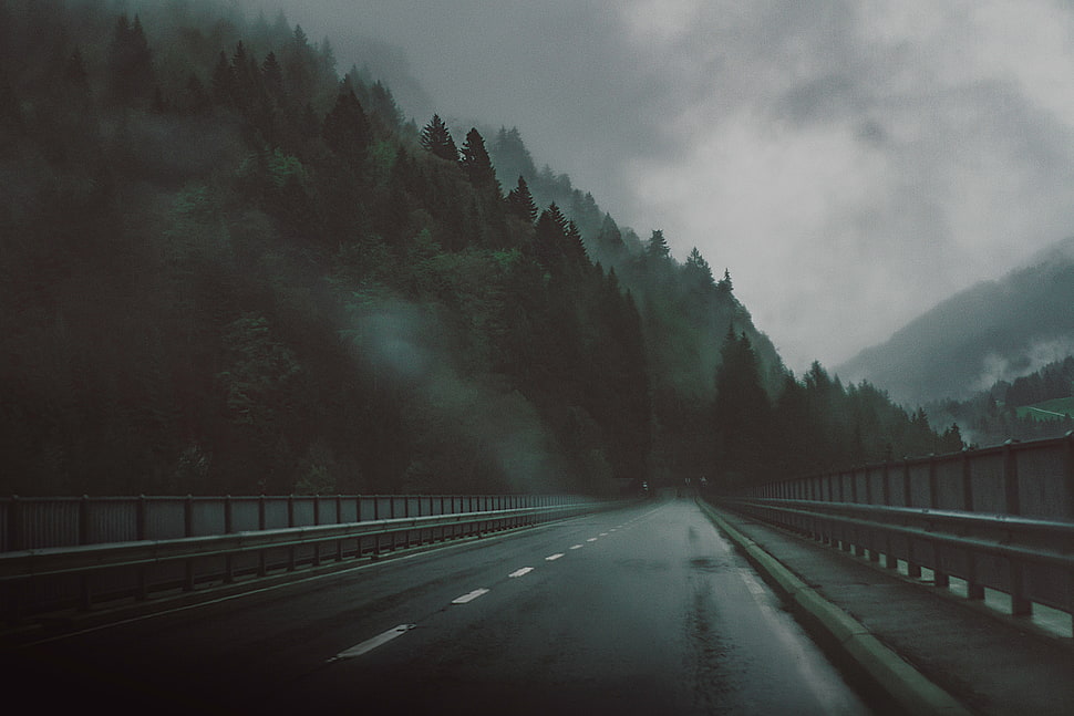 black asphalt road, road, highway, trees, mist HD wallpaper