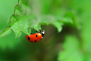 Ladybug on green leaf tree HD wallpaper