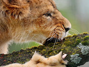 closeup photo of brown lion biting green grass during daytime