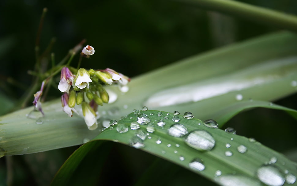 tilt lens shot of flower with leaves and water droplets HD wallpaper