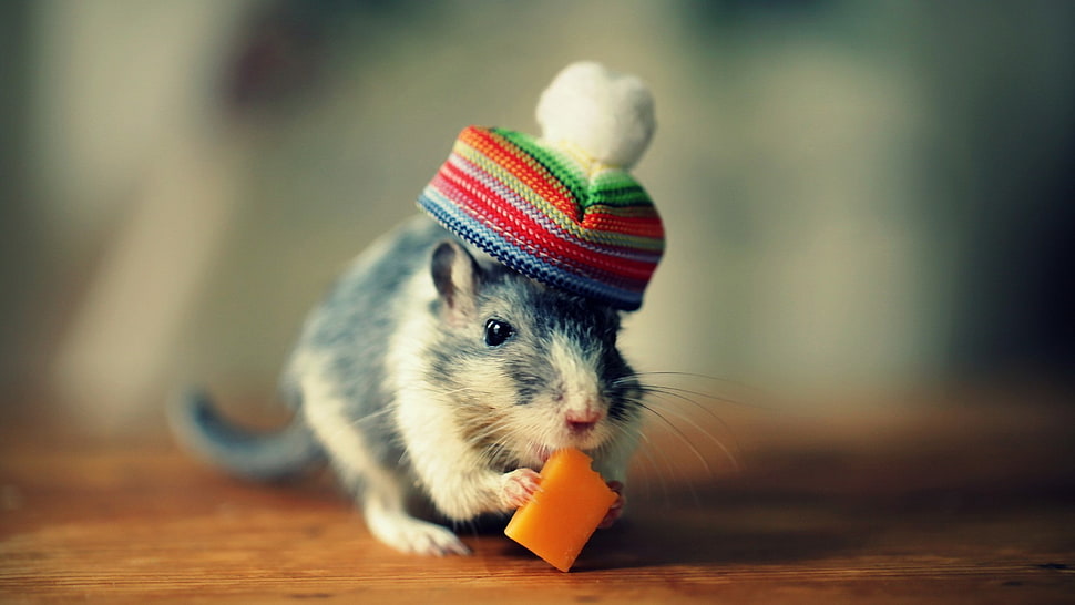 black and white mouse, animals, hat, mice, cheese HD wallpaper